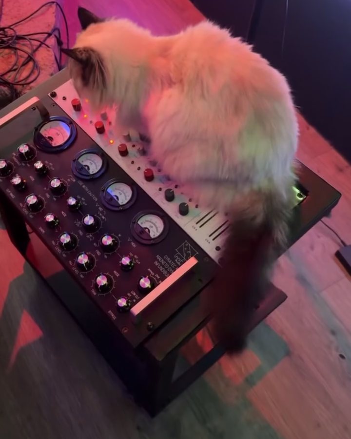 A fluffy white cat walking across the console